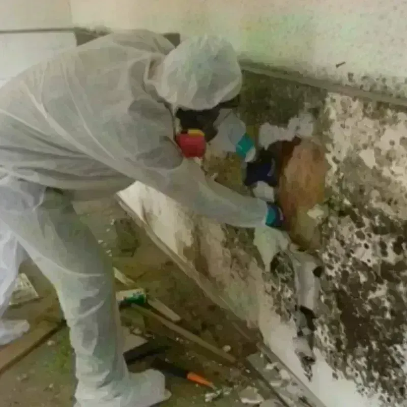 Mold Remediation and Removal in Page, AZ